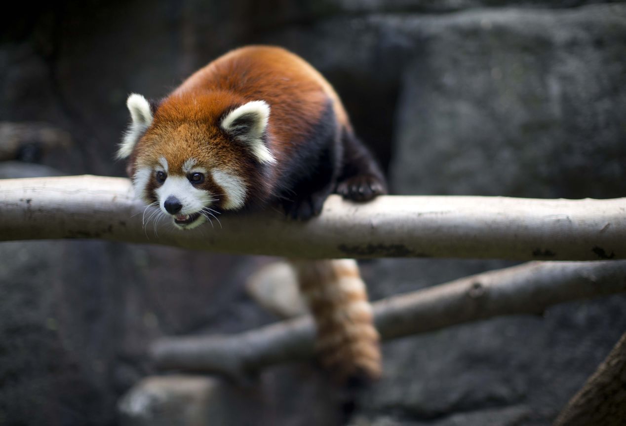 Red Panda